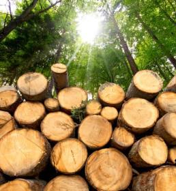 Freshly cut pile of timber