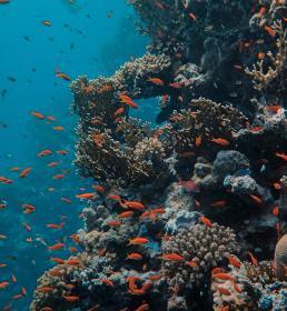 Coral reef