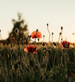 miljoeansvarsforsikring