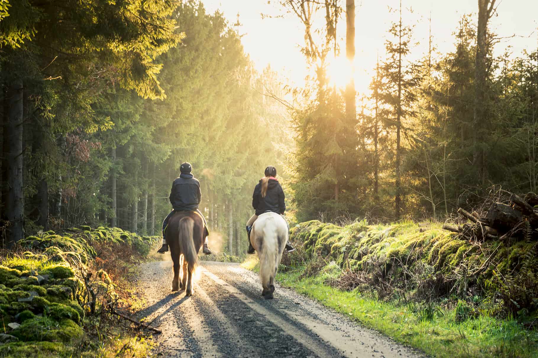 Two ponies on a trek through the countryside