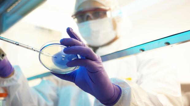 Medical researcher observing petri dish Medical researcher observing petri dish