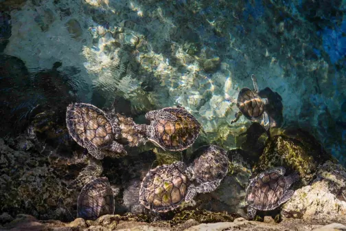 Turtles in an aquarium